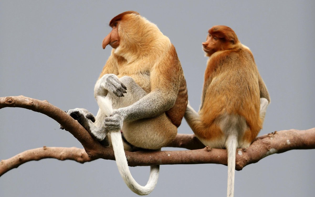 Носач обезьяна спаривается