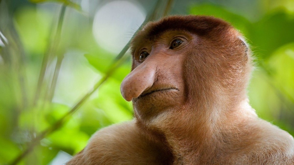 Носатый Крикун обезьяна