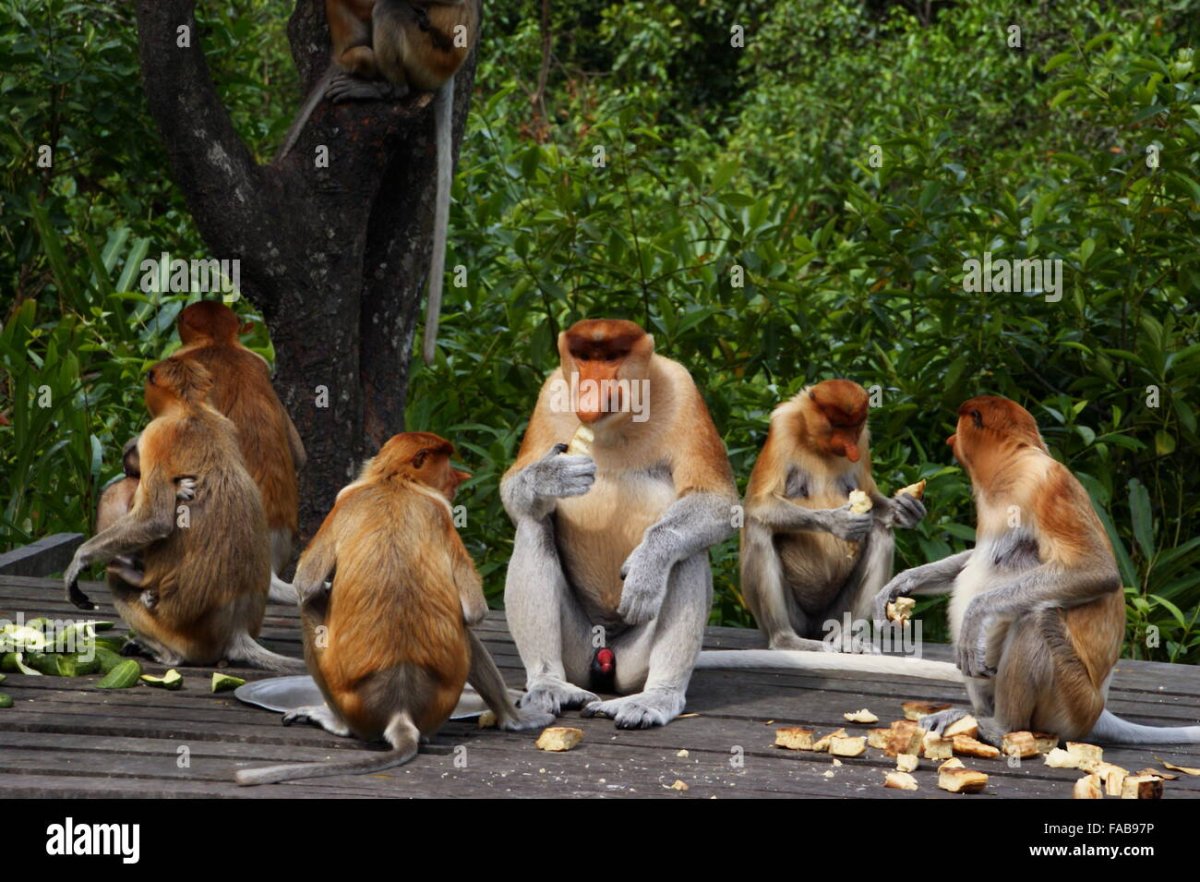 Остров обезьян самец и самка