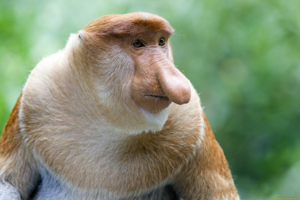 Обезьяна носач кахау