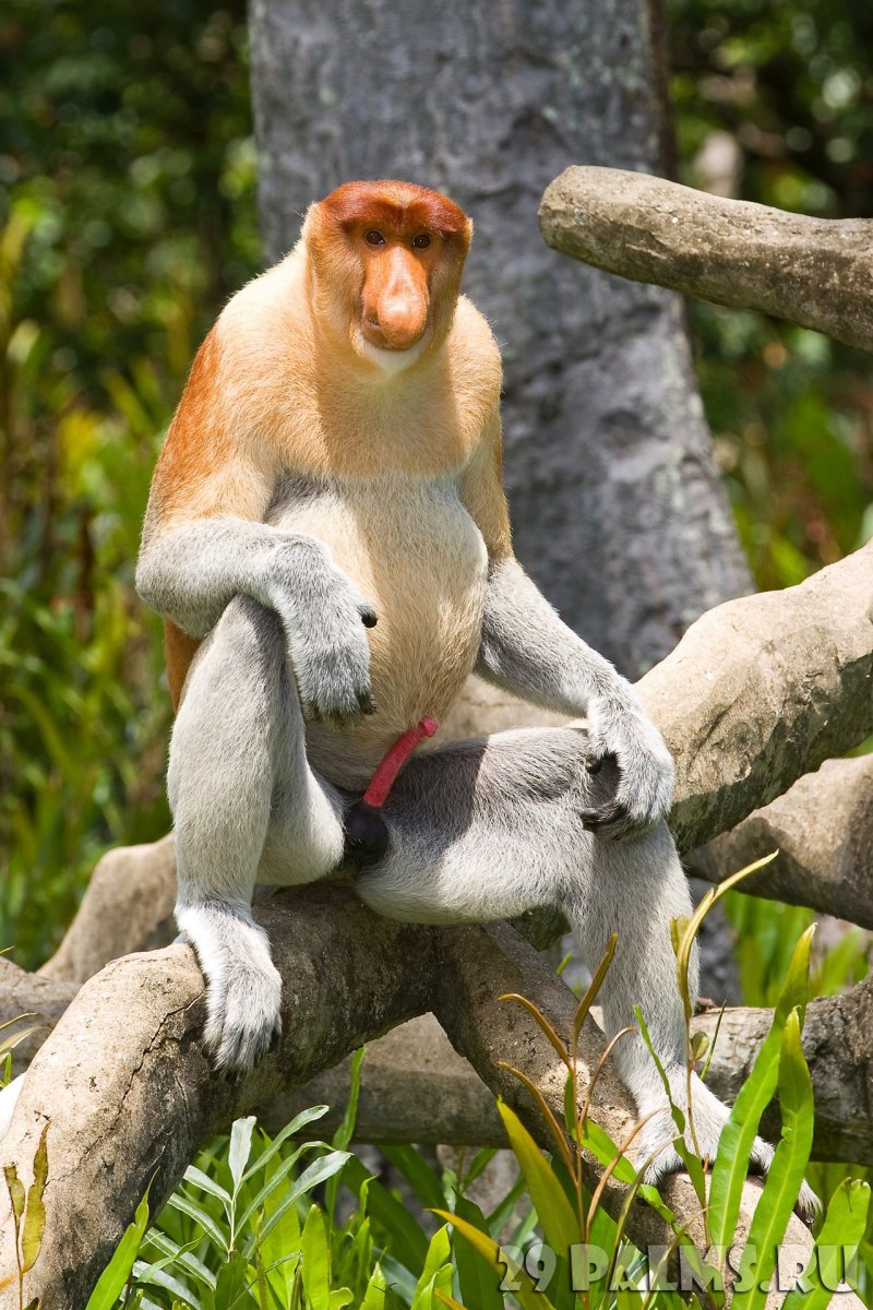 Половые органы обезьяны шимпанзе