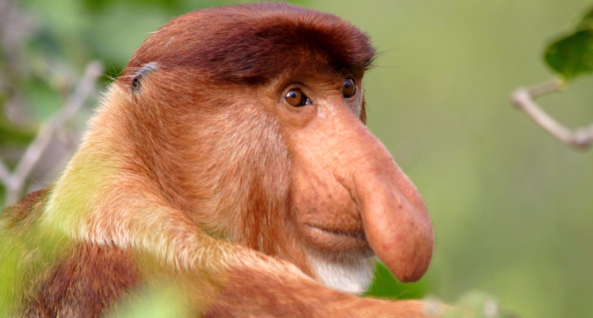 Обезьяна с красным носом