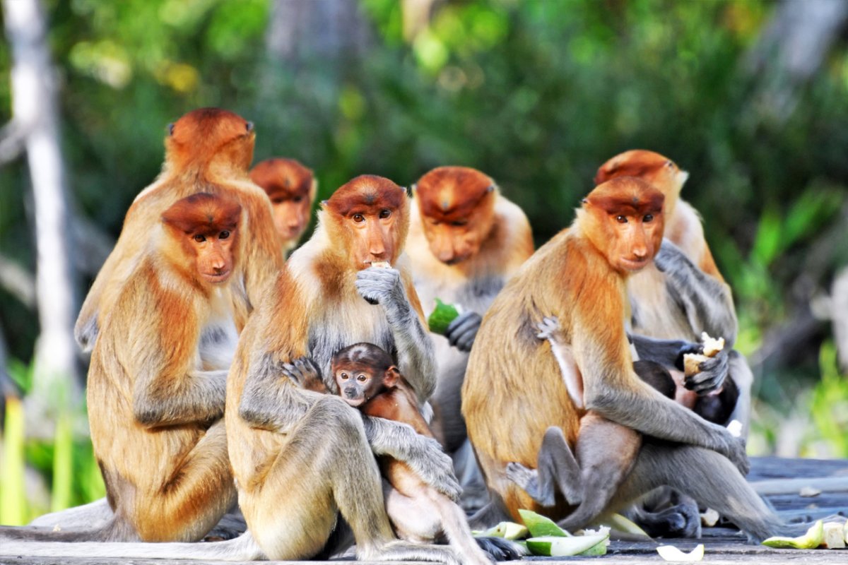 Monkey throwing Monkey