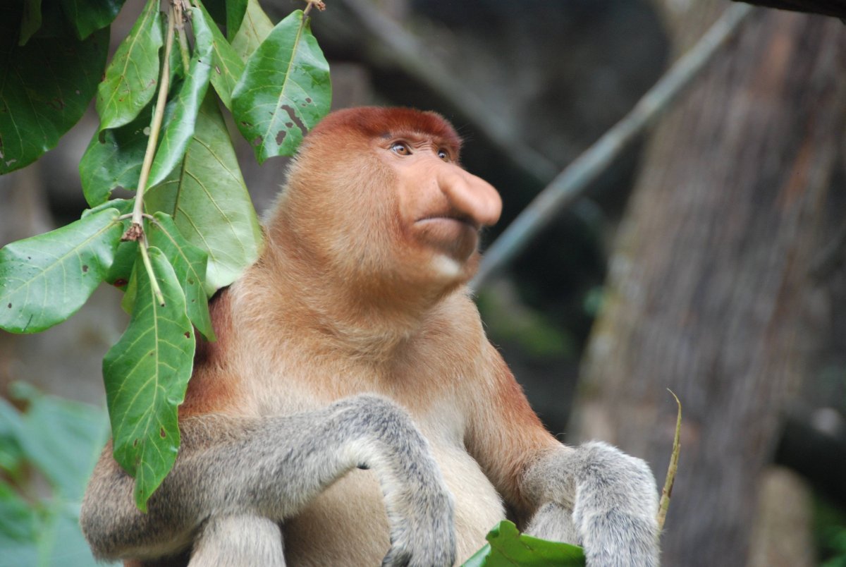 Тонкотелые обезьяны носачи