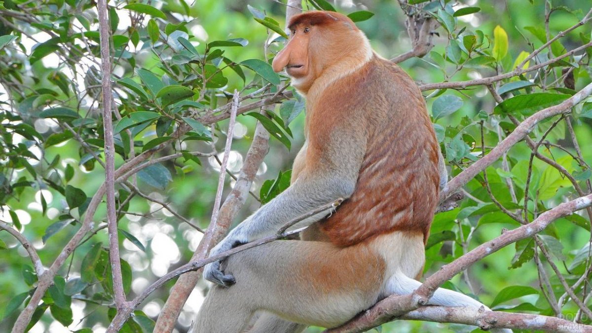 Гиббон носач