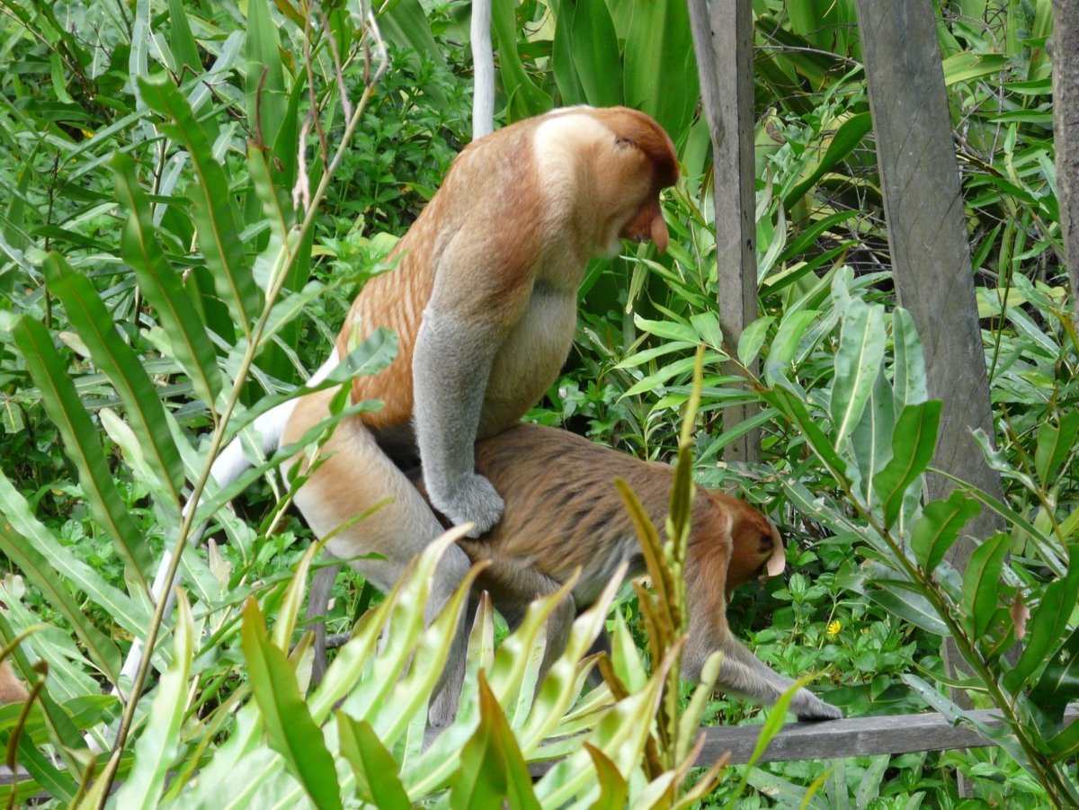Обезьяна носач самка
