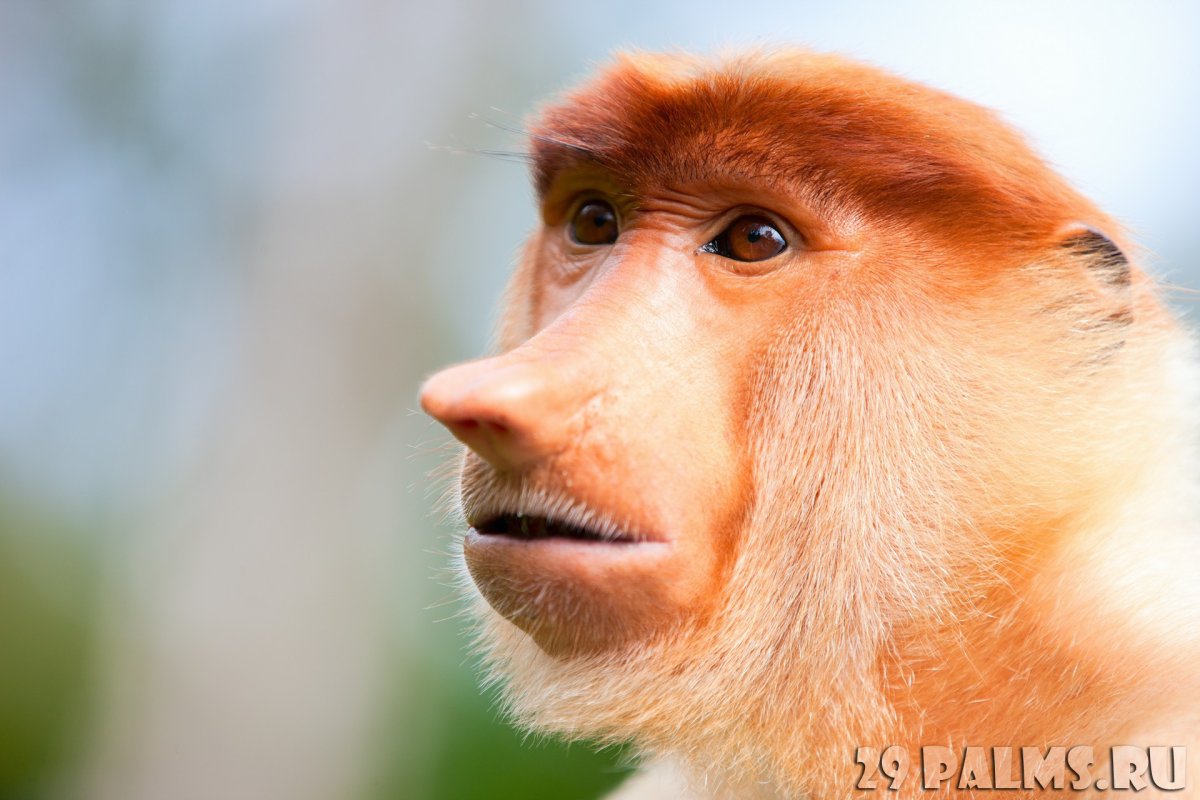 Обезьяна с носом