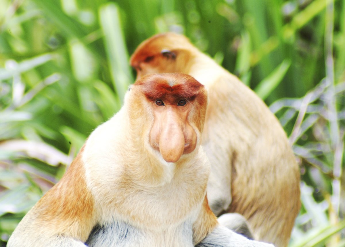 Удивительные животные нашей планеты носач