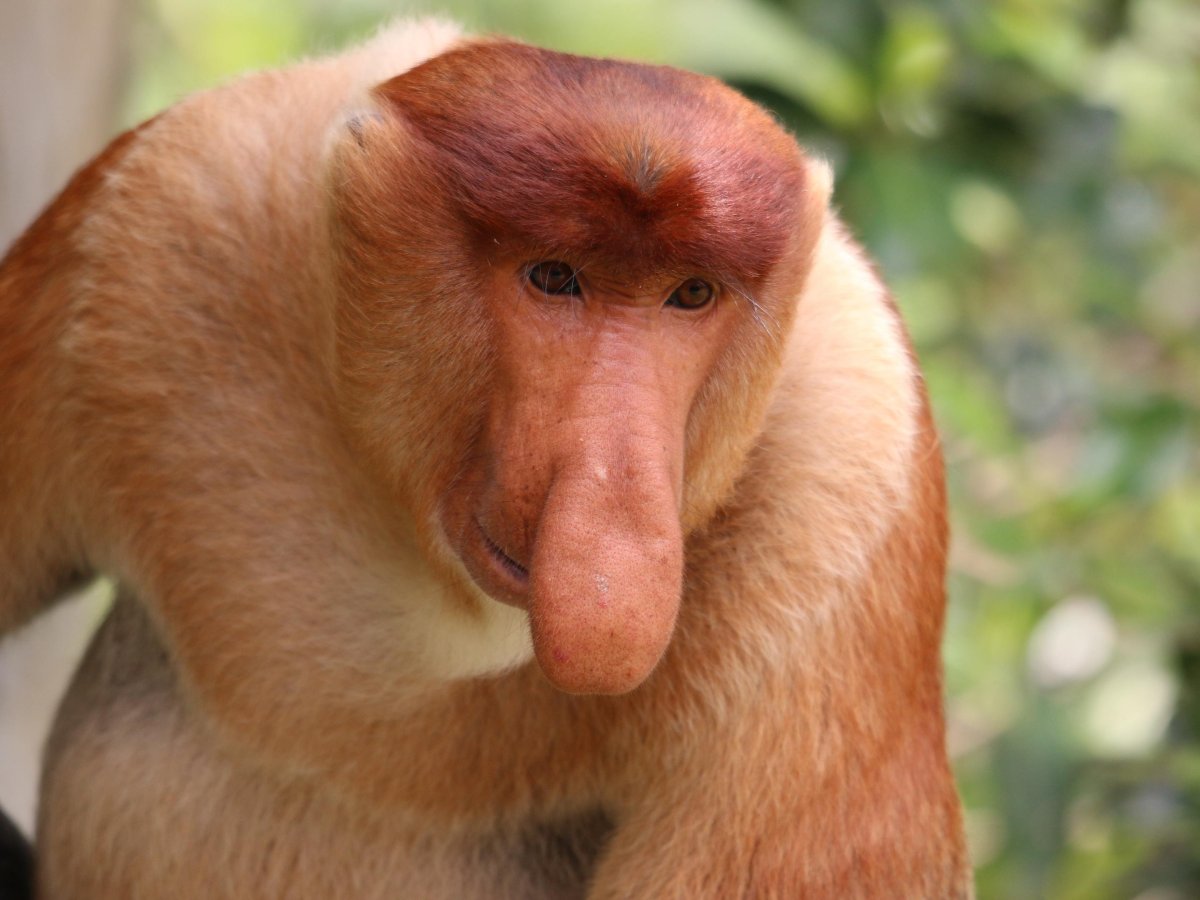 Носатые животные