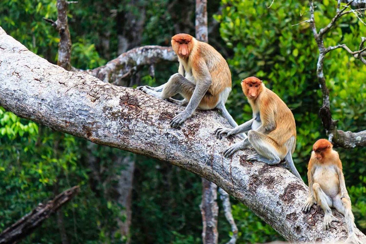 Обезьяна носач на дереве