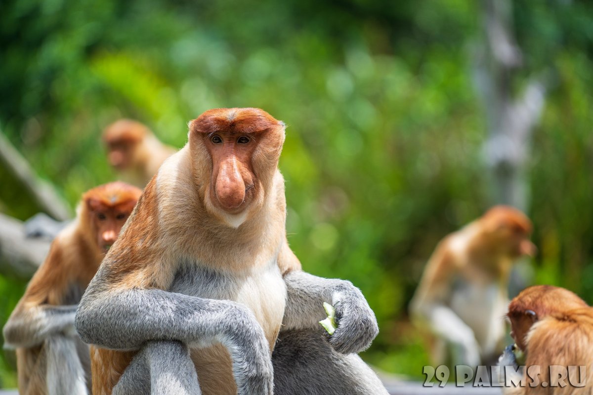 Насалис - Борнео