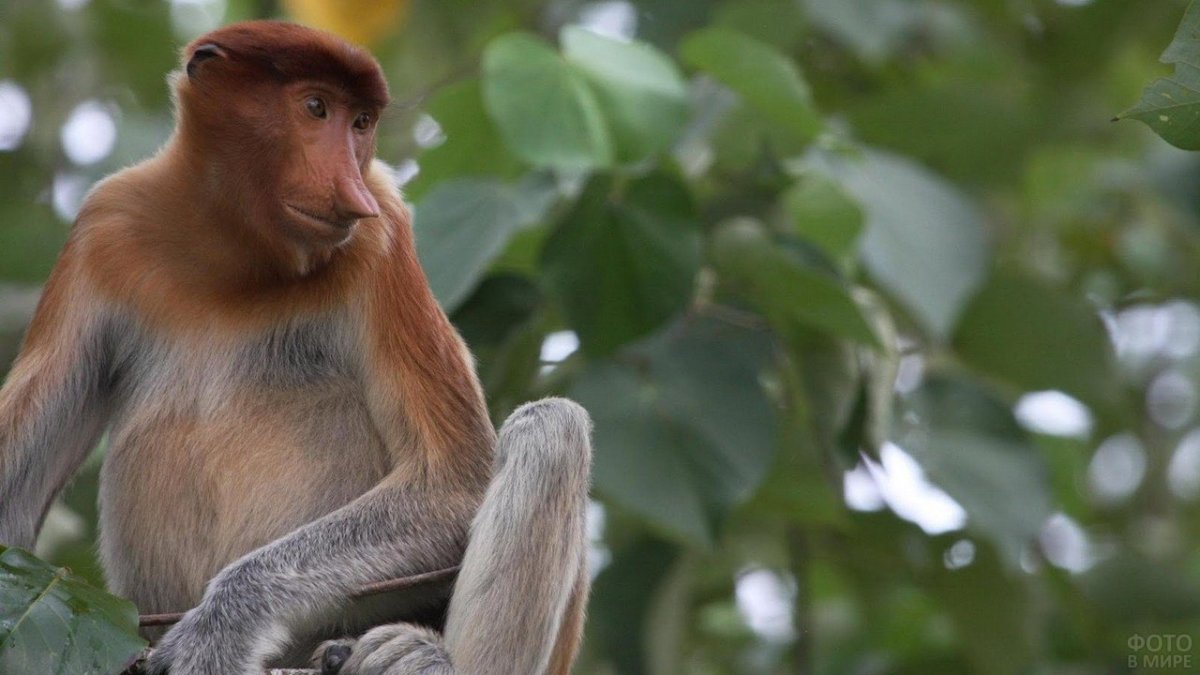 Обезьяна носач кахау