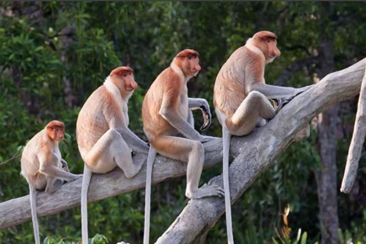 Обезьяна носач Борнео группа