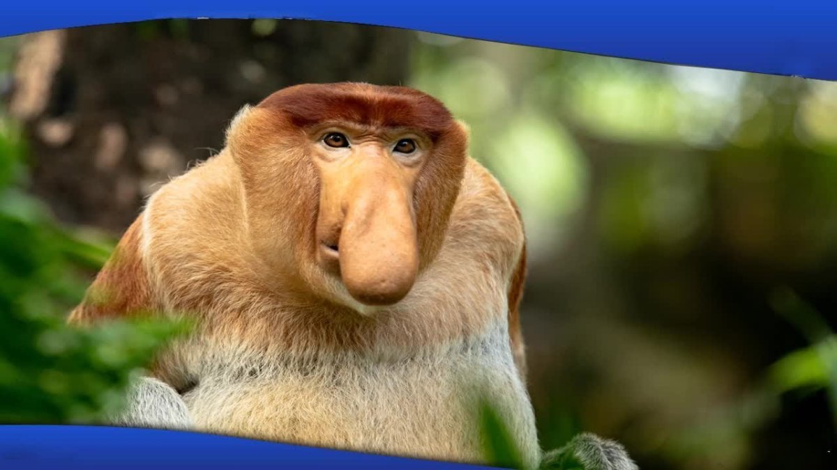 Обезьяна с большим носом фото анимация