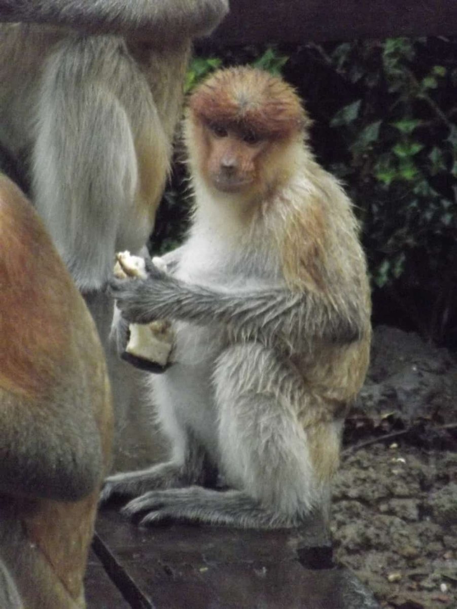 Носач обезьяна спаривается