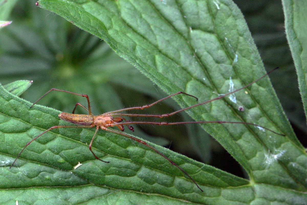 Tetragnatha obtusa
