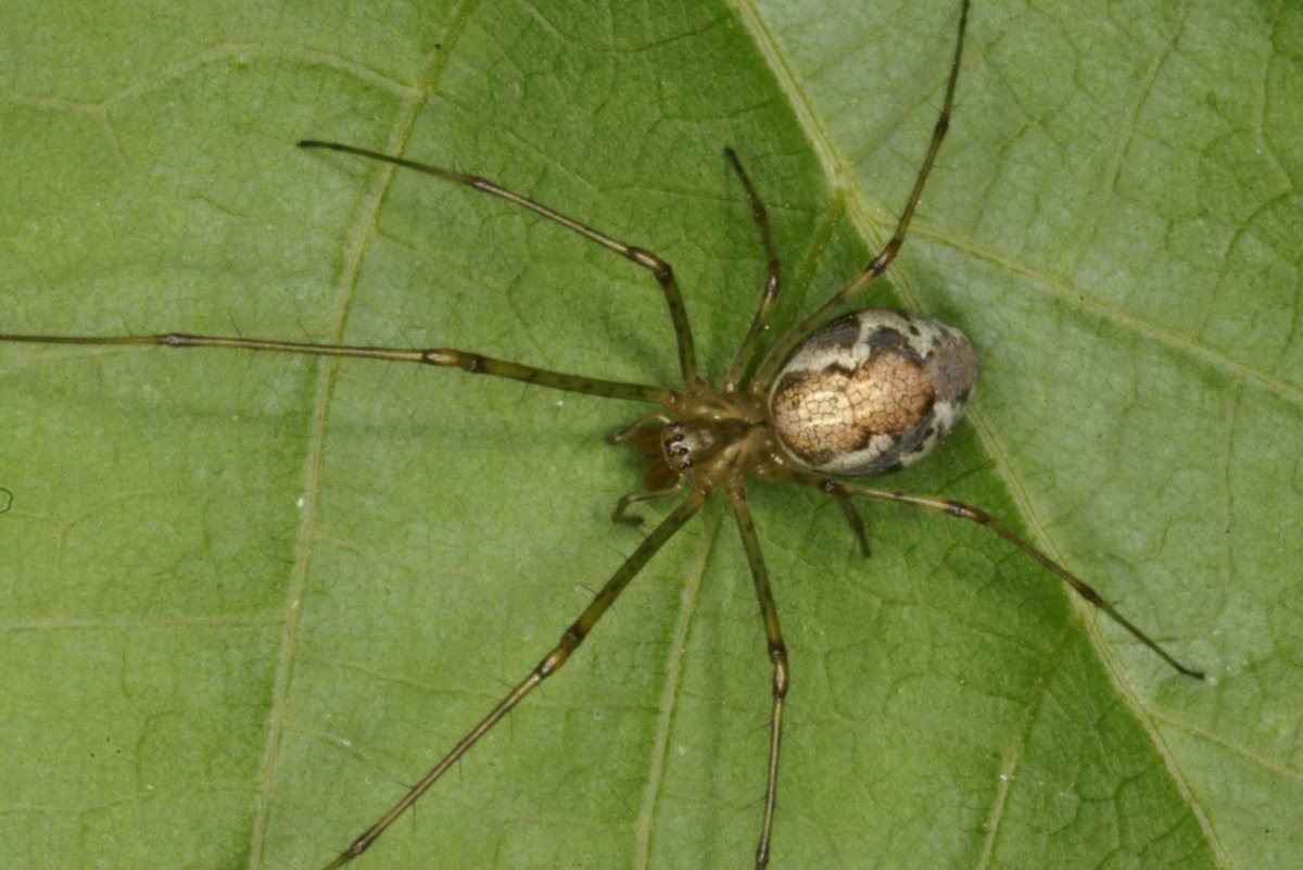 Tetragnatha obtusa
