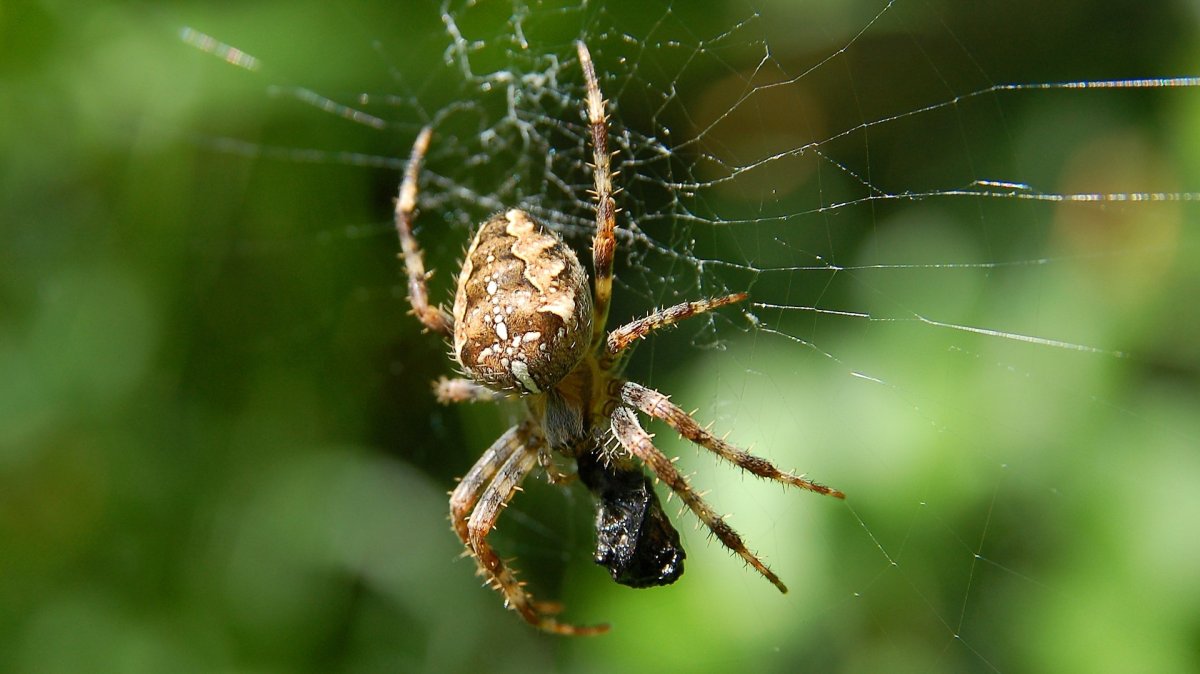 Araneus diadematus