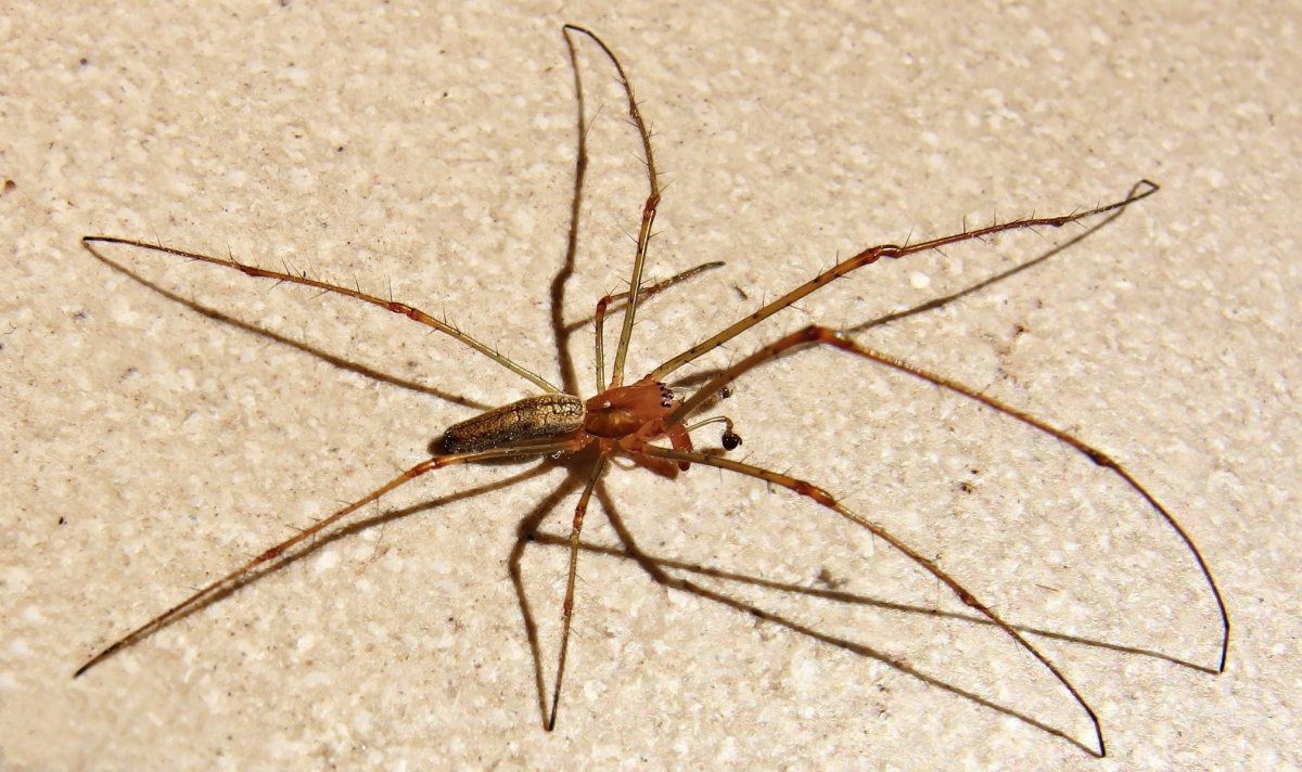 Тетрагната Монтана