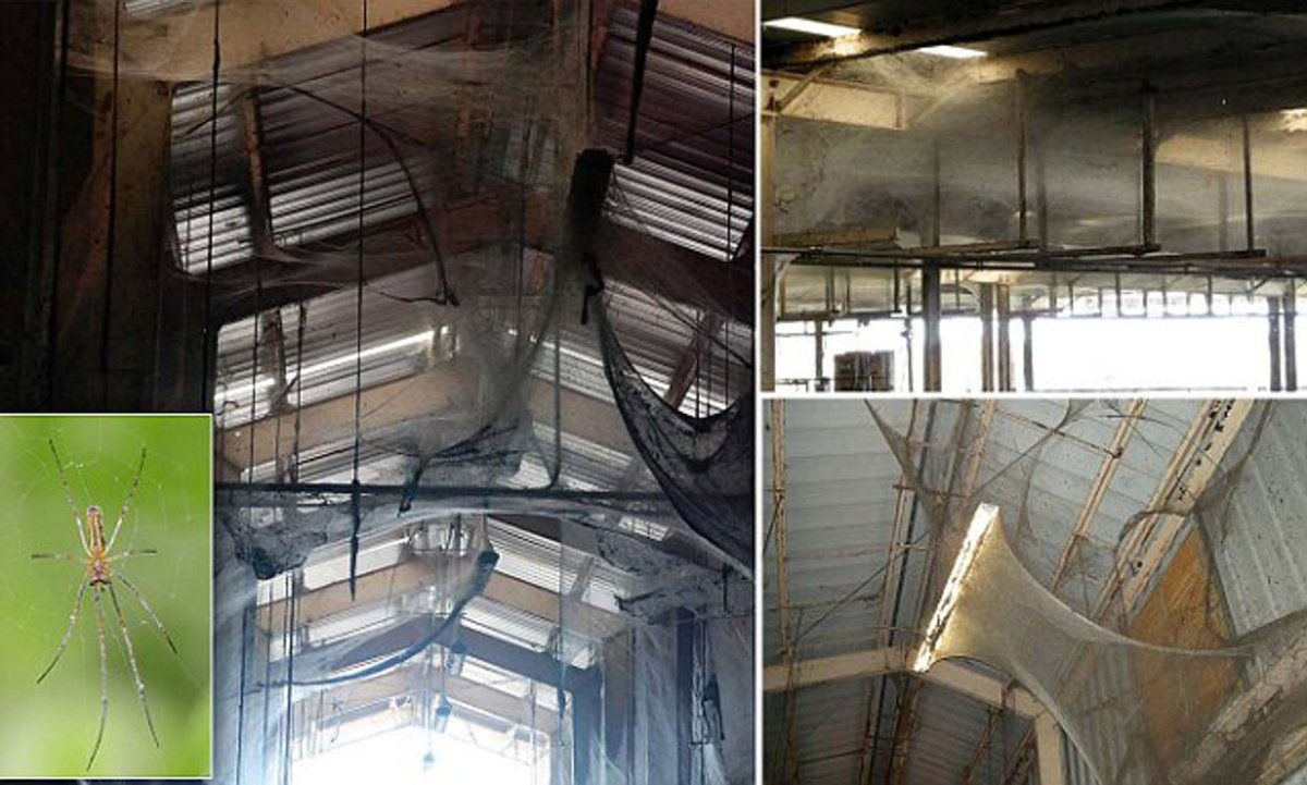 Паутина в Балтиморе