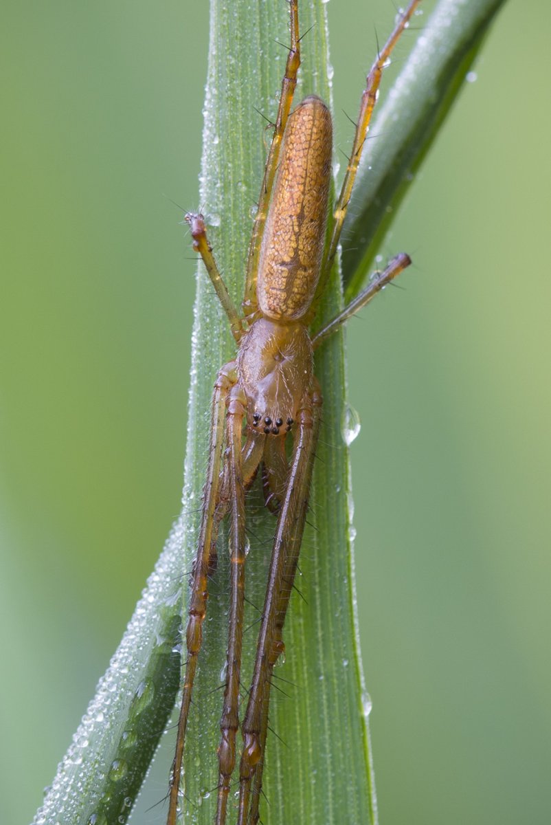 Tetragnatha Montana