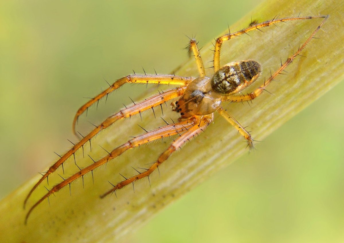 Паук вязальщик тетрагнатиды