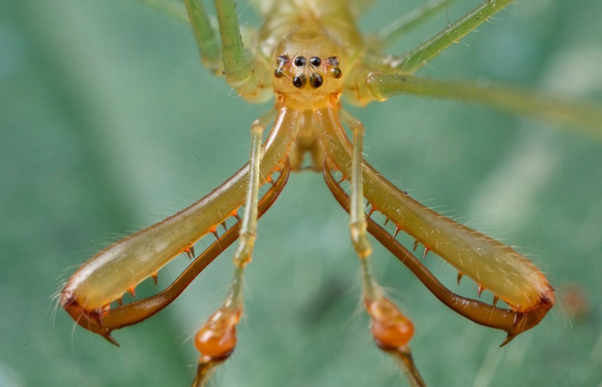 Танзания пауки