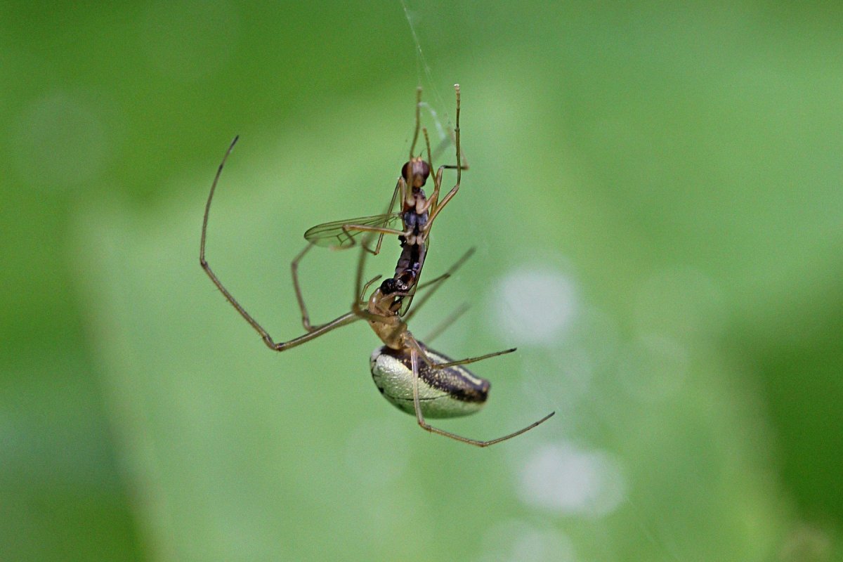 Паук тетрагнатид
