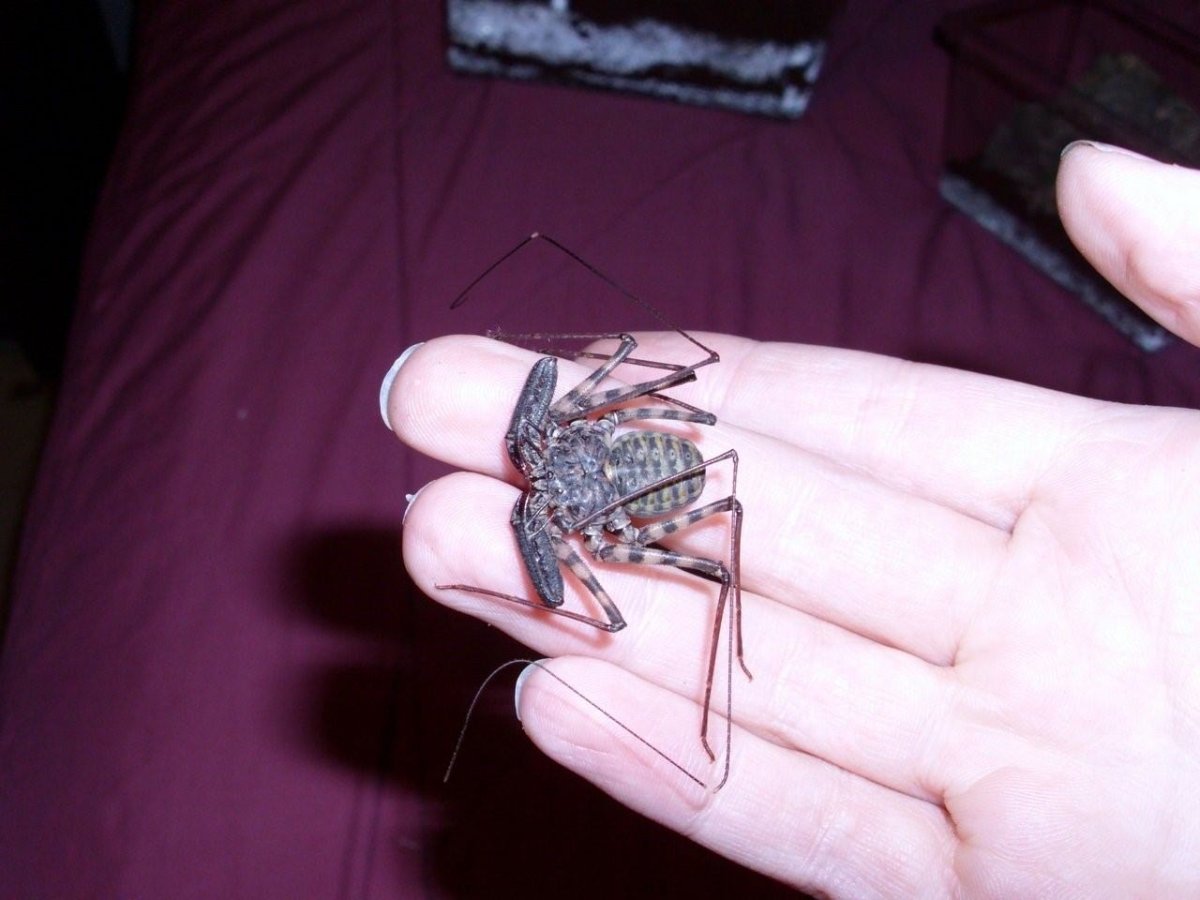 Жгутоногий паук Фрин Damon