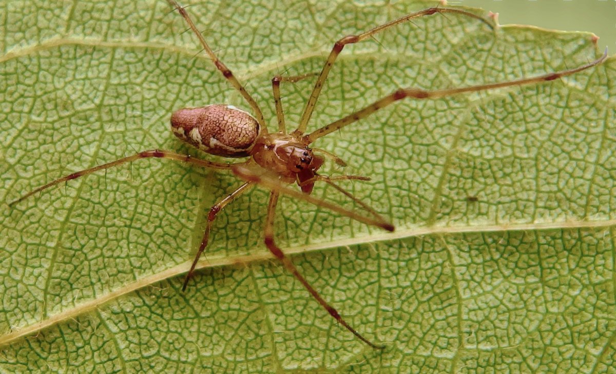 Паук Blunt stretch