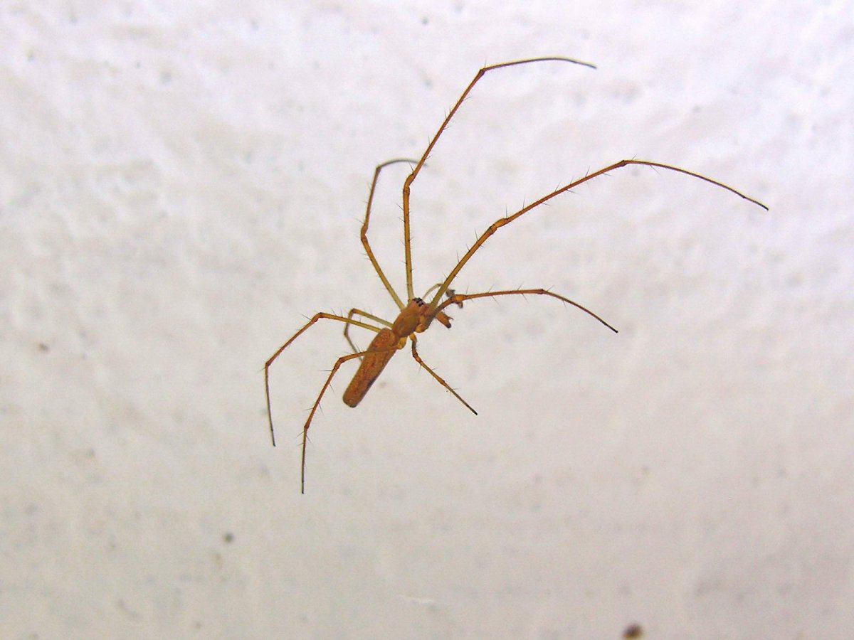 Тетрагнатха паук челюст