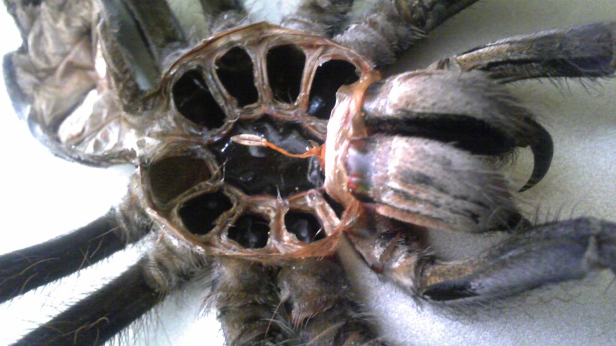 Строение паука птицееда внутри
