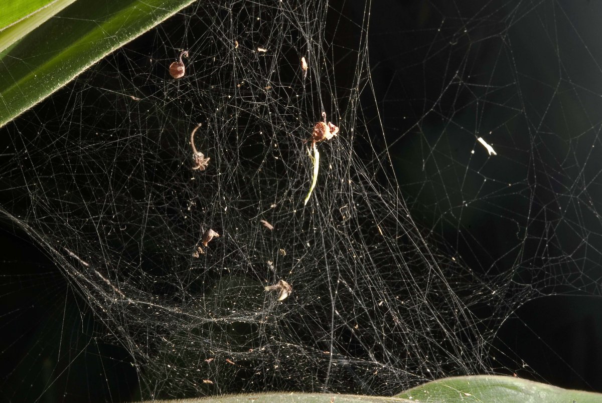 Паучий кокон