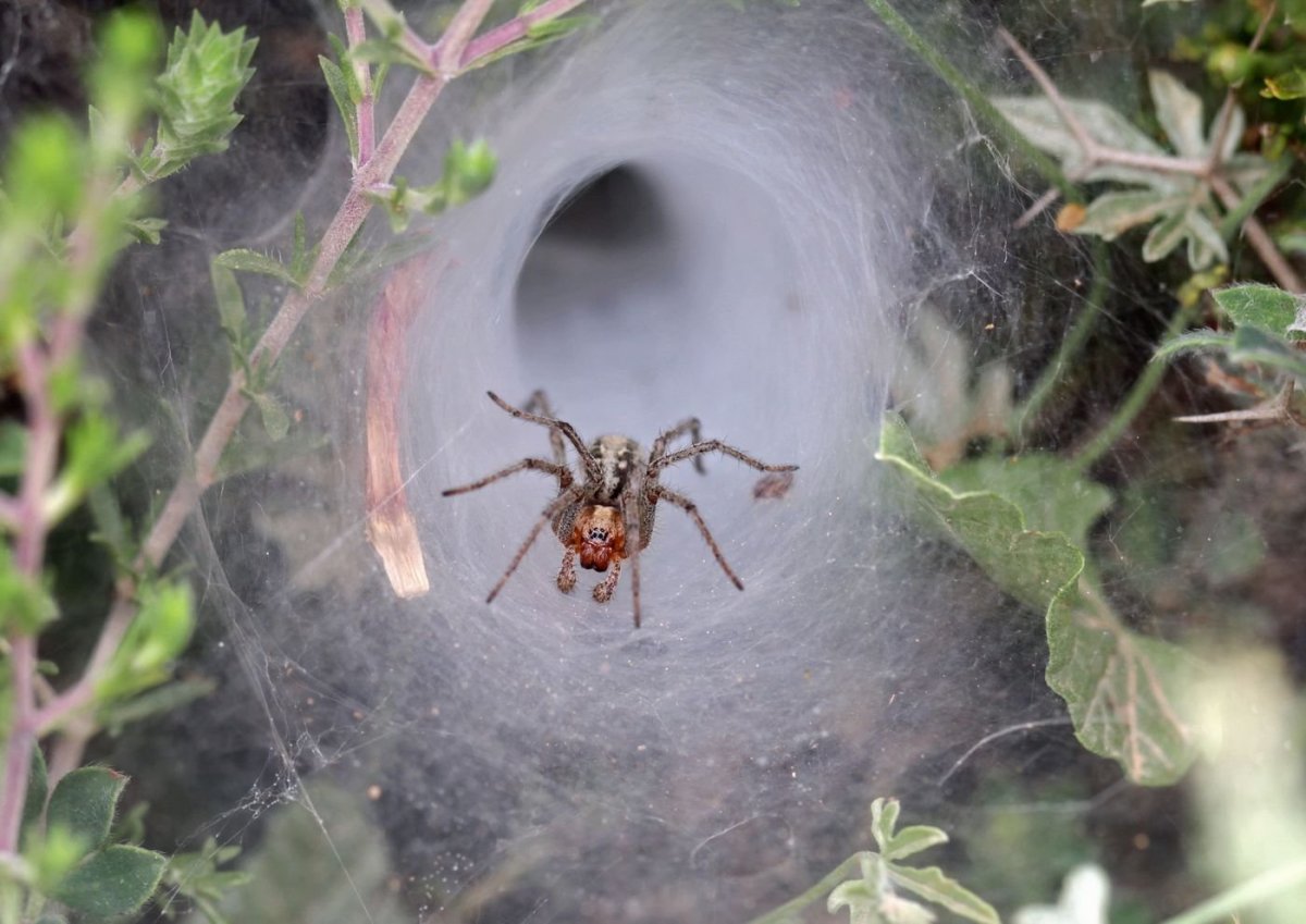 Воронковый паук-Ткач