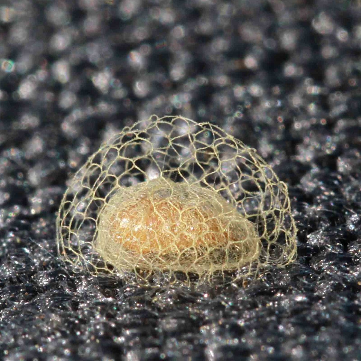 Кокон Гиляз