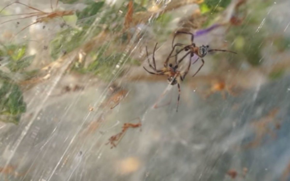 Айтолико пауки