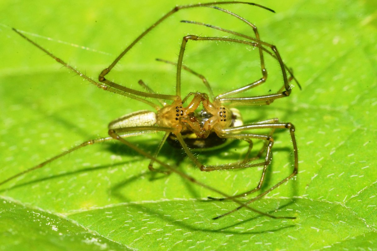 Спаривание пауков