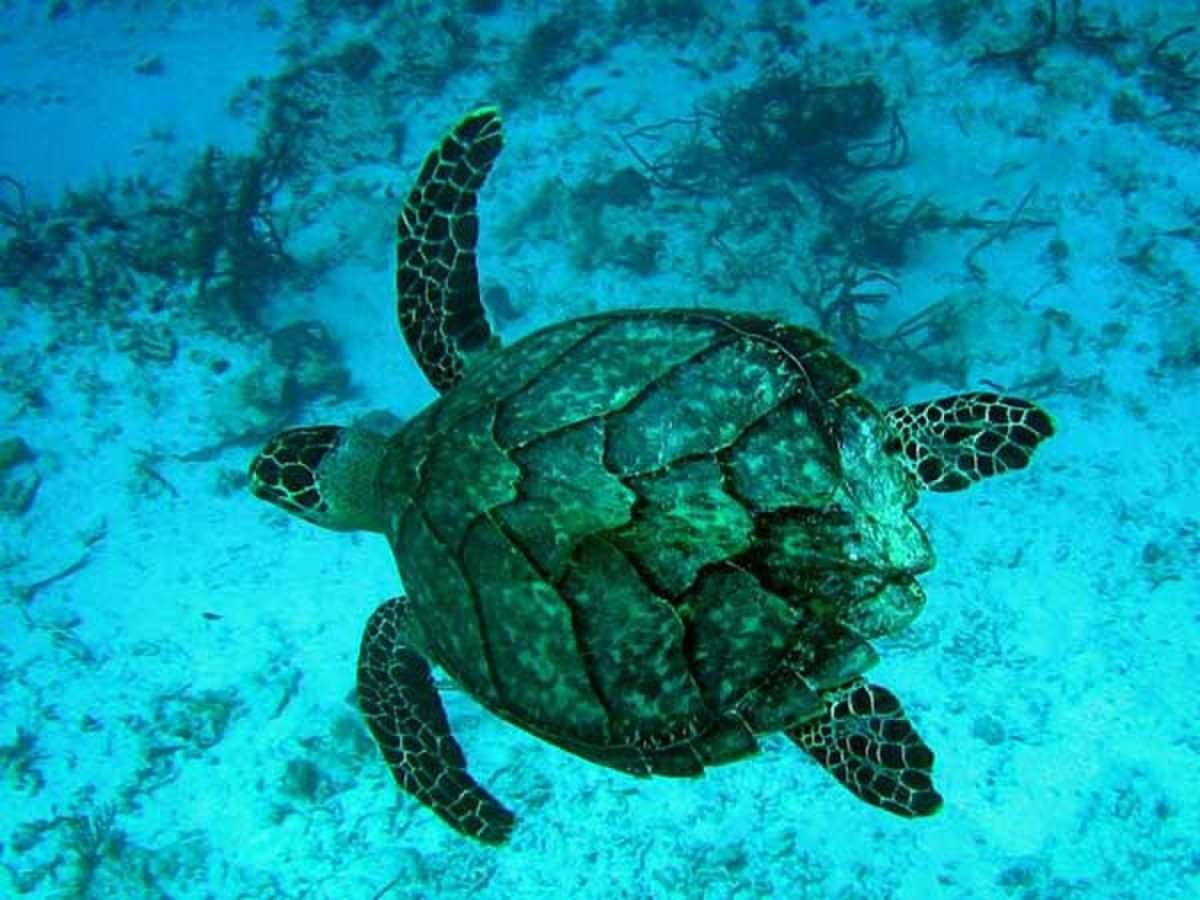Морская черепаха бисса. Черепаха Каретта-Каретта. Черепаха бисса (Каретта). Морская черепаха бисса панцирь. Ласты черепахи