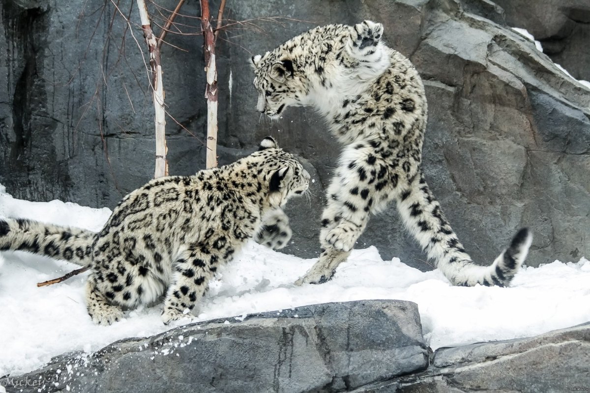 Снежный Барс красная книга