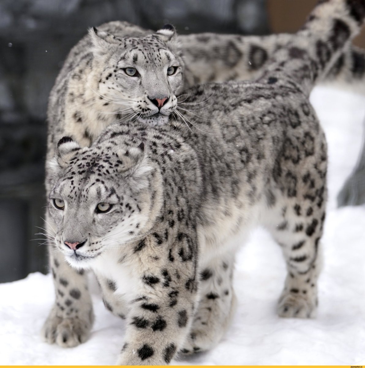 Гепард снежный Барс леопард