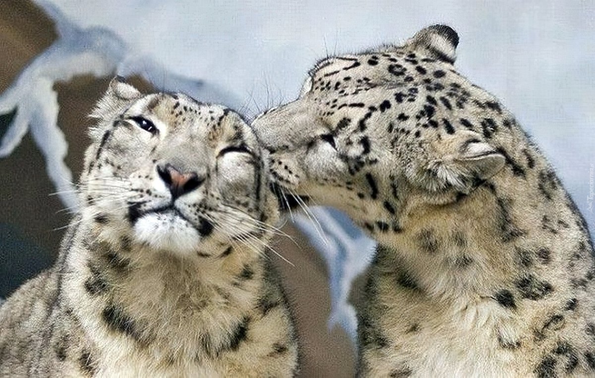 Пара снежных Барсов