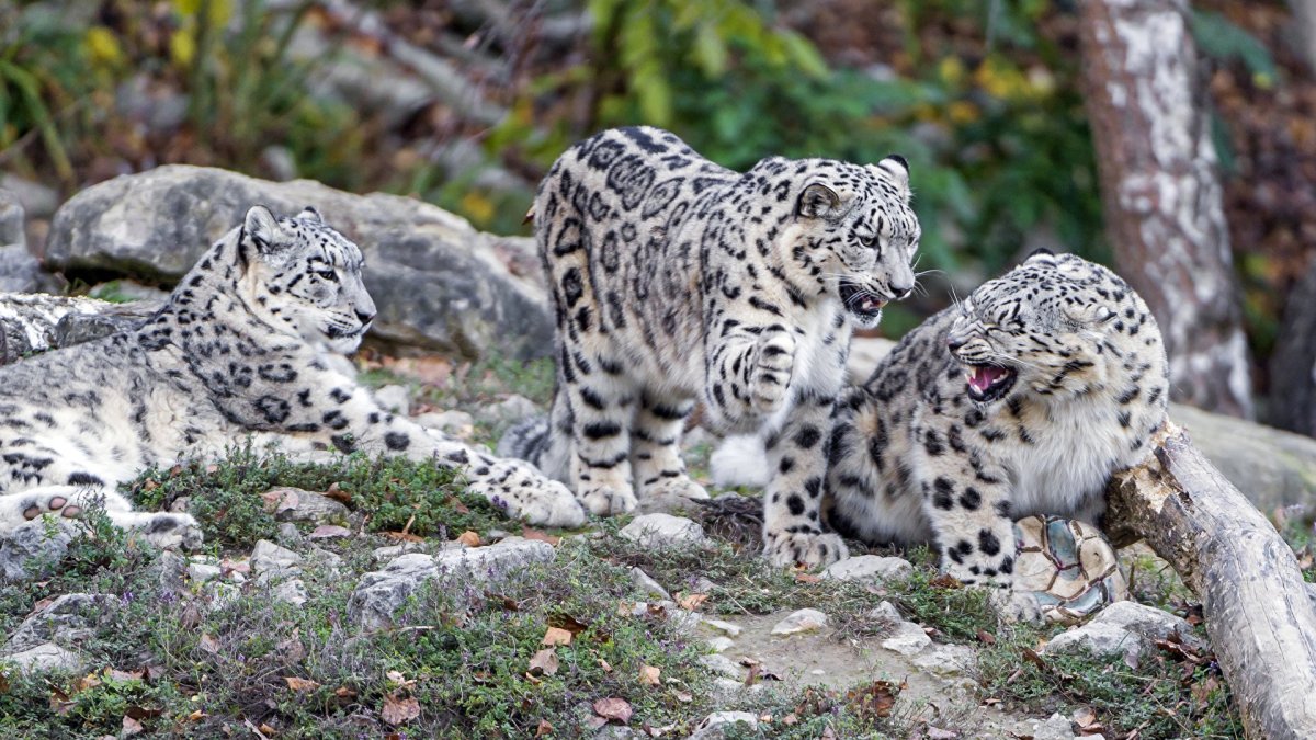 Ирбис семья