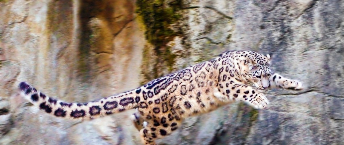 Снежный Барс в прыжке на добычу