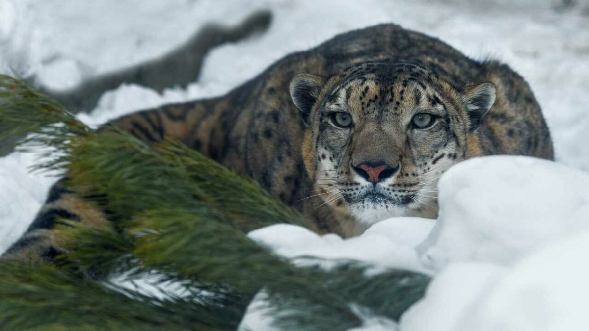 Снежные хищники