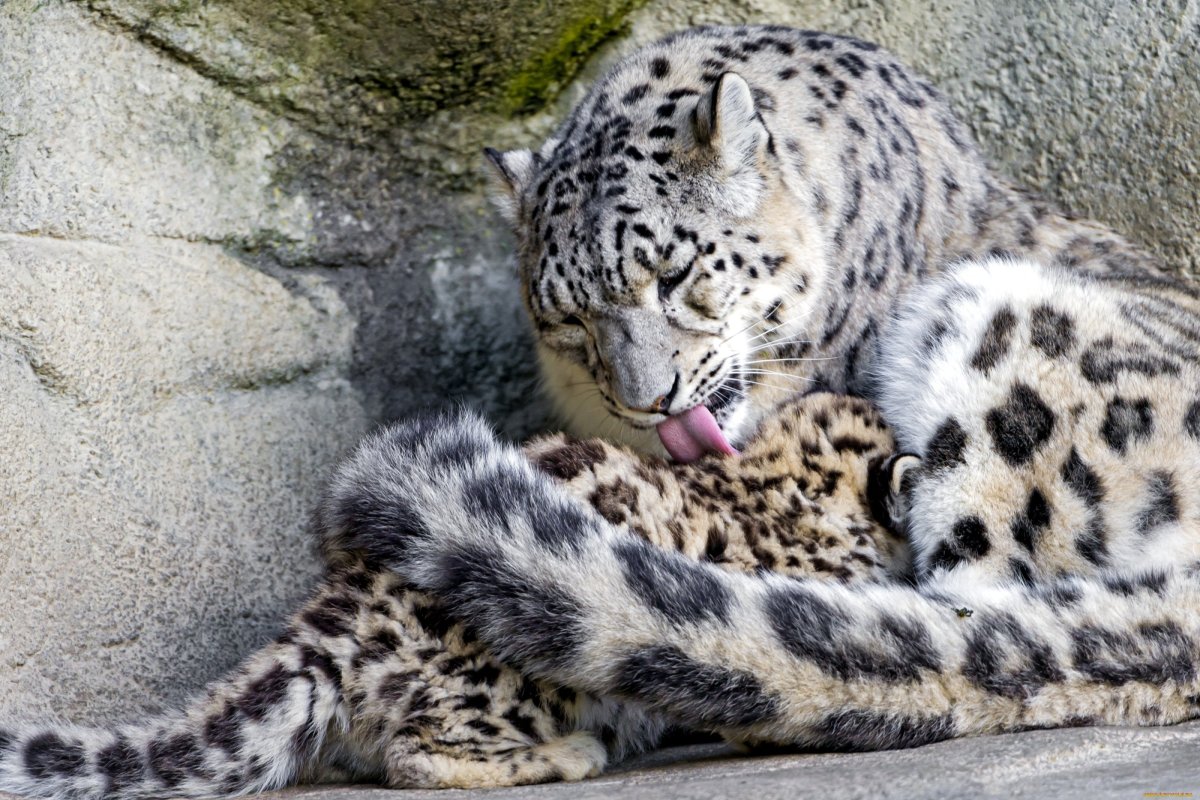 Леопард снежный Барс Ягуар