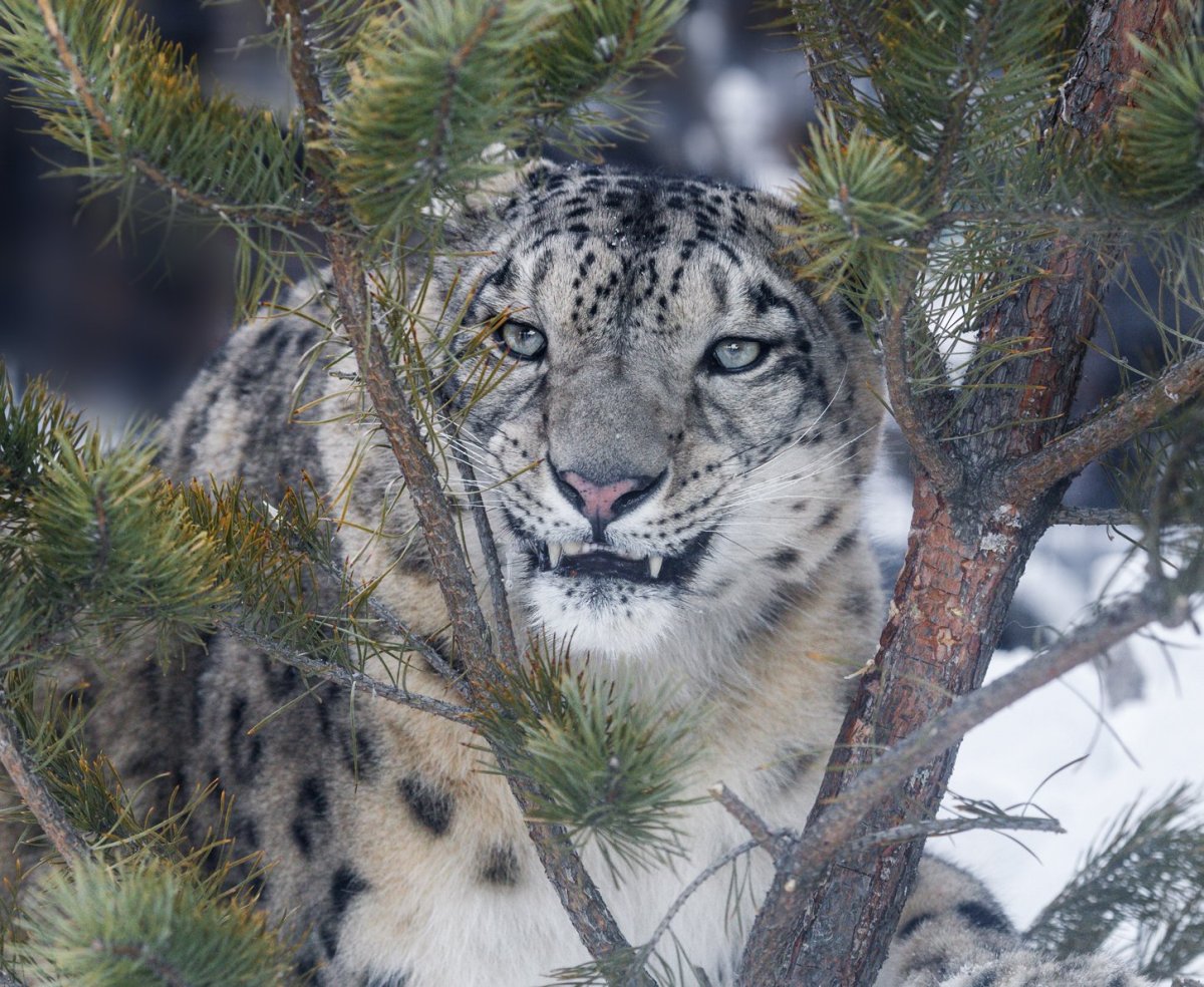 Снежный Барс весной