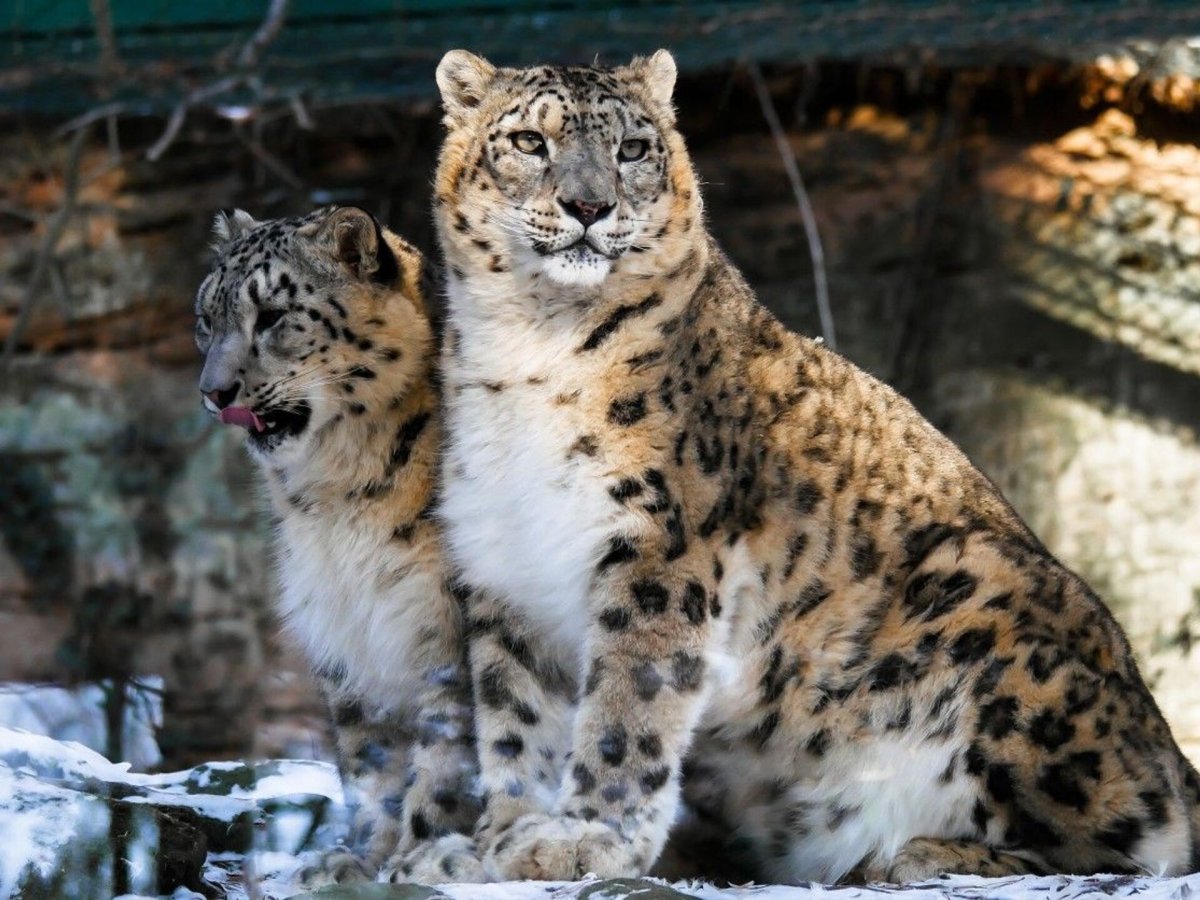 Снежный Барс (Ирбис, снежный леопард)