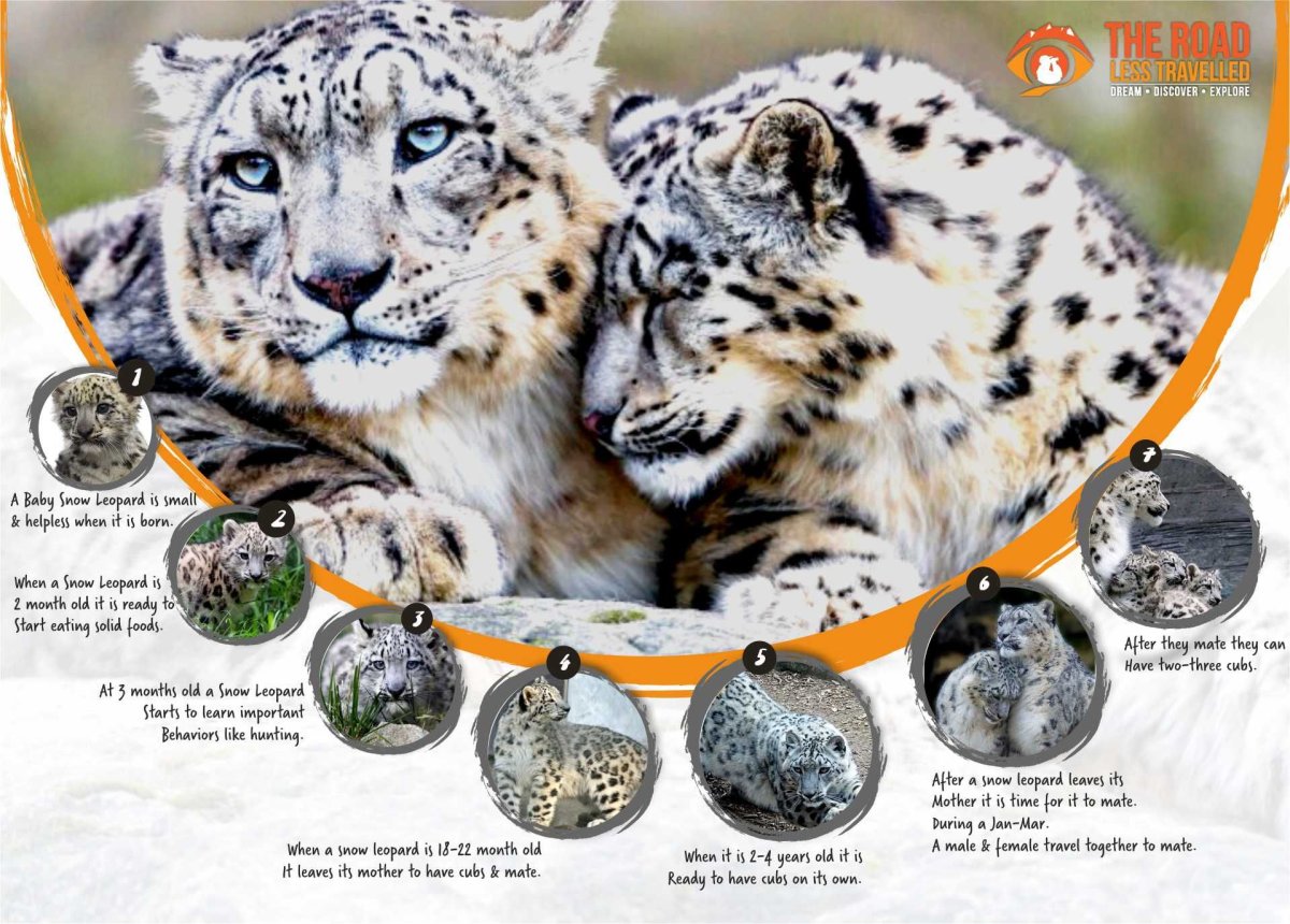 Снежный Барс Размеры