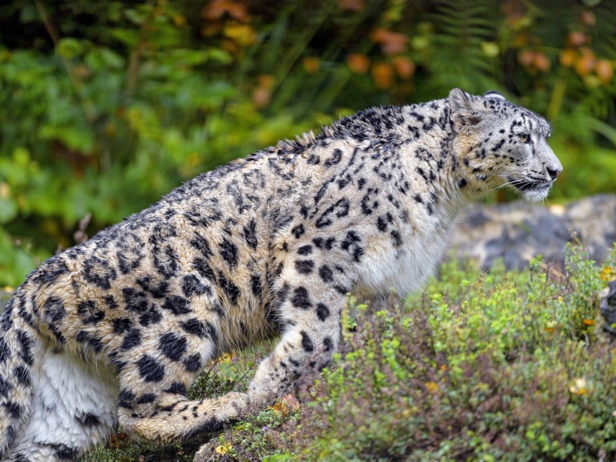 Снежный Барс в беге