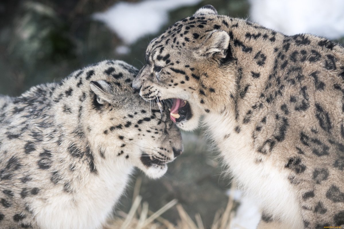 Пантера Ирбис